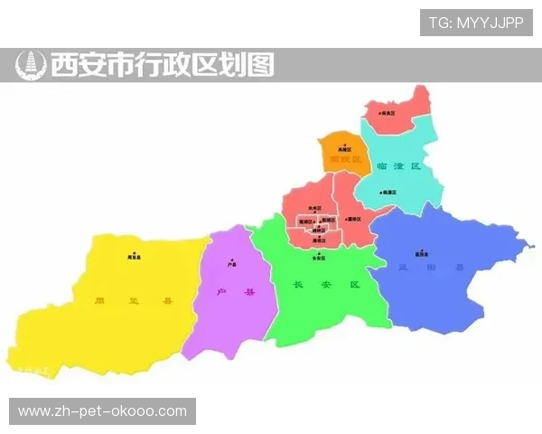 独家解析西安排球队速度对比及其战术影响分析